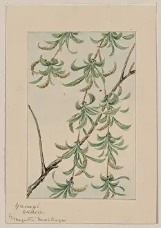 Yanagi - willow