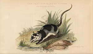 Landseer Collection: Yapok or water opossum, Chironectes minimus