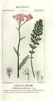 Achillea Collection: Yarrow, Achillea millefolium