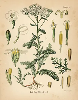 Achillea Collection: Yarrow, Achillea millefolium