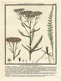 Yarrow, Achillea millefolium