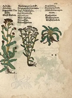 Yarrow, Achillea millefolium, and Myriophyllum aquaticum