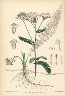 Achillea Collection: Yarrow or milfoil, Achillea millefolium
