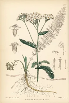 Achillea Collection: Yarrow or milfoil, Achillea millefolium