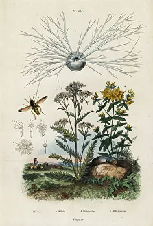Adolph Fries Prints: Yarrow, St Johns-wort, foraminifera and hoverfly