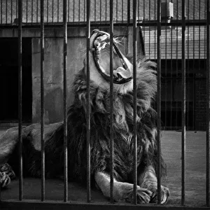 Images Dated 27th April 2021: Yawning lion, London Zoo