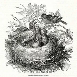 Sparrow Collection: The Year of the Poets -- Cuckoo in sparrows nest
