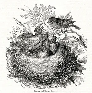 Feed Gallery: The Year of the Poets -- Cuckoo in sparrows nest