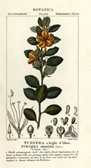 Jussieu Collection: Yellow alder, Turnera ulmifolia