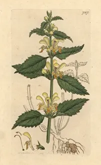 Yellow archangel, Lamium galeobdolon