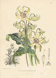 Yellow avalanche lily, Erythronium grandiflorum