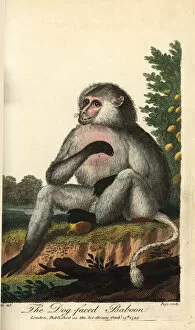 Johann Gallery: Yellow baboon, Papio cynocephalus