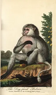 Ebenezer Prints: Yellow baboon, Papio cynocephalus