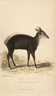 Antelope Gallery: Yellow-backed duiker, Cephalophus silvicultor