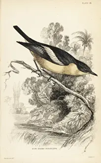 Flycatcher Prints: Yellow-bellied hyliota, Hyliota flavigaster