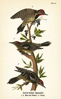 Ornithology Collection: Yellow-bellied sapsucker, Sphyrapicus varius