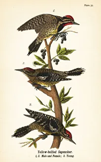 Warren Gallery: Yellow-bellied sapsucker, Sphyrapicus varius
