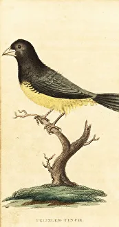 Yellow-bellied seedeater, Sporophila nigricollis