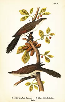 Yellow-billed cuckoo and black-billed cuckoo