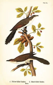 Warren Gallery: Yellow-billed cuckoo and black-billed cuckoo