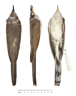 Images Dated 5th February 2014: Yellow-billed Cuckoo, Coccyzus americanus
