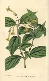 Flava Prints: Yellow bouvardia, Bouvardia laevis