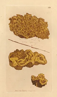 Fungus Collection: Yellow brain, Tremella mesenterica