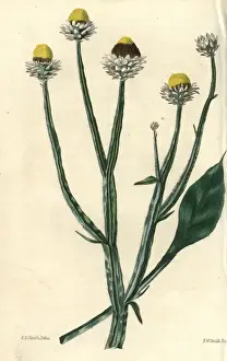 Mcintosh Prints: Yellow and brown flowered wing-stalked Ammobium alatum