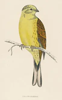 Emberiza Prints: Yellow Bunting (Morris)