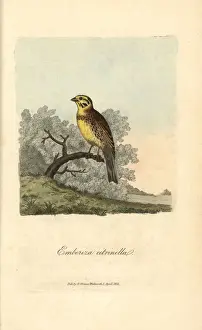 Emberiza Prints: Yellow bunting, Yellowhammer, Emberiza citrinella