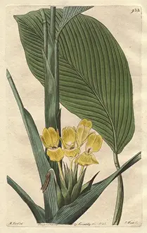 Botanicalillustration Prints: Yellow calathea flower, Calathea flavescens