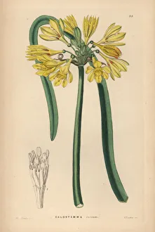 Barclay Gallery: Yellow calostemma, Calostemma luteum