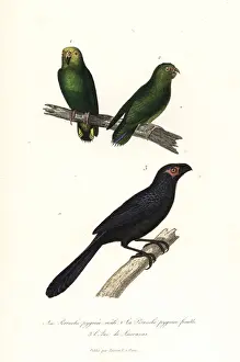 Yellow-capped pygmy parrot and groove-billed ani