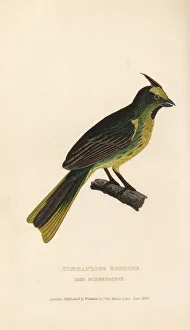 Commanding Collection: Yellow cardinal, Gubernatrix cristata. Endangered