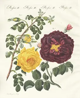 Handcoloredcopperplate Prints: Yellow centifolia rose and purple rose