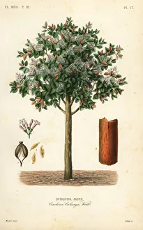 Herincq Gallery: Yellow cinchona bark, Cinchona calisaya