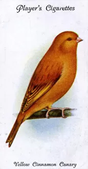 Canaries Collection: Yellow Cinnamon Canary