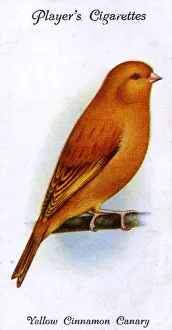 Images Dated 4th February 2019: Yellow Cinnamon Canary