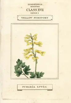 Fumaria Prints: Yellow corydalis, Pseudofumaria lutea