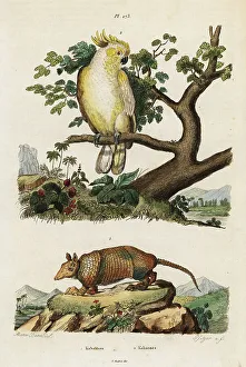 Yellow-crested cockatoo and armadillo