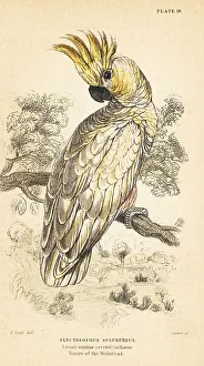 Yellow-crested cockatoo, Cacatua sulphurea. Critically endangere
