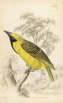 Weaver Collection: Yellow-crowned bishop, Euplectes afer