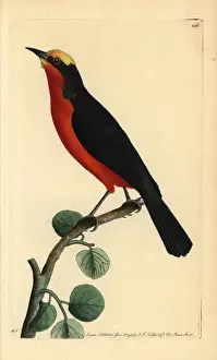 Yellow-crowned gonolek, Laniarius barbarus