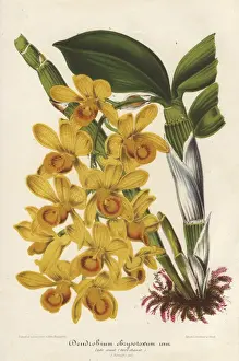 Southeast Prints: Yellow dendrobium orchid, Dendrobium chrysotoxum Lindl
