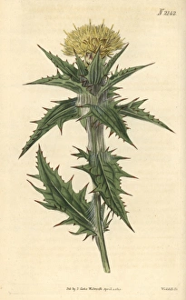 Yellow distaff thistle, Carthamus lanatus Yellow distaff thistle, Carthamus lanatus