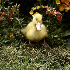 Images Dated 27th January 2017: Yellow duckling in a garden