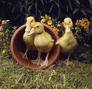 Images Dated 27th January 2017: Three yellow ducklings with a plantpot