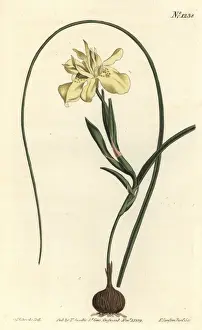 Moraea Prints: Yellow esculent-rooted moraea, Moraea fugax