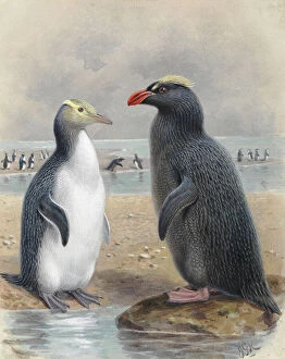 Keulemans Collection: Yellow Eyed Penguin and Snares Crested Penguin