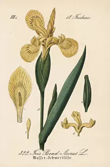 Yellow flag, Iris pseudacorus